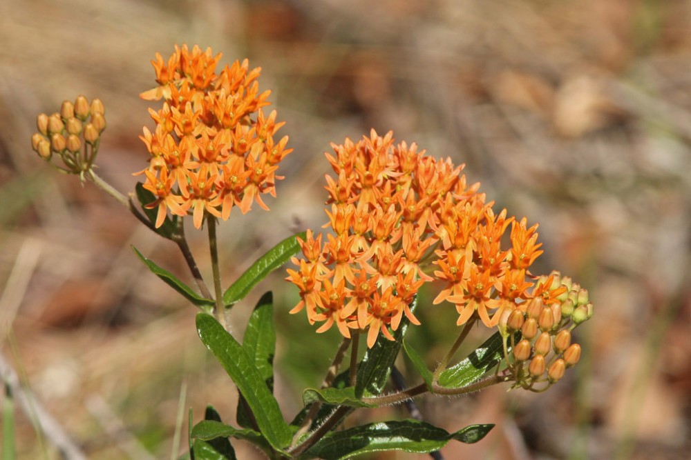 butterfly_weed2